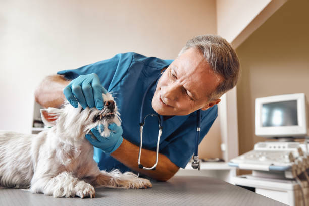 Best Dentist for Dental Trauma  in Winchester, OH
